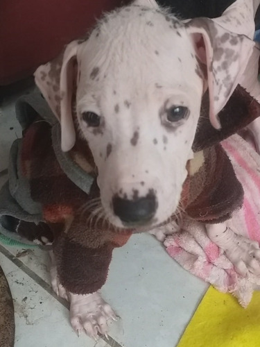 Imagen 5 de 10 de Perro Peruano Orquideas