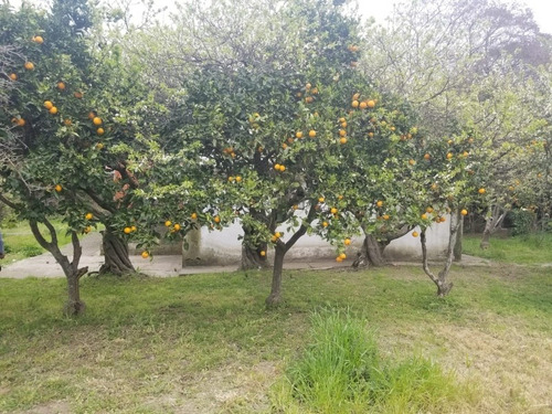 Imagen 9 de 14 de Venta Chacra San Fuentes 3692, 3 Hectáreas!!!