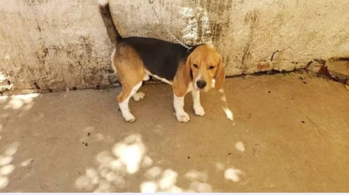Imagen 5 de 5 de Cachorros Beagles