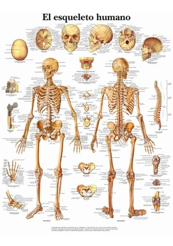 Anatomía - Huesos Del Cuerpo Humano - Poster 100x78 Cm.