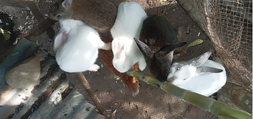 Conejos Raza Común Pannon White, Alaska Y Gran Chinchilla