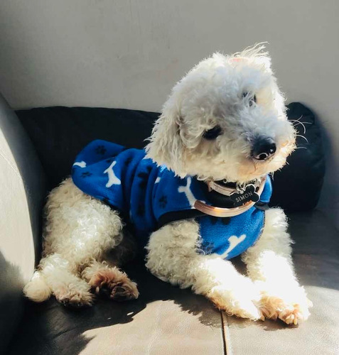 Capas Para Perros Polar Simple Estampada Tipo Buzo T.2 38cm