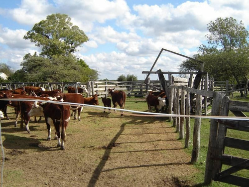 Imagen 5 de 19 de Campo En Venta, Villaguay, Entre Ríos