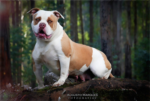 Imagem 2 de 6 de Bulldog - Old English Bulldog - Macho