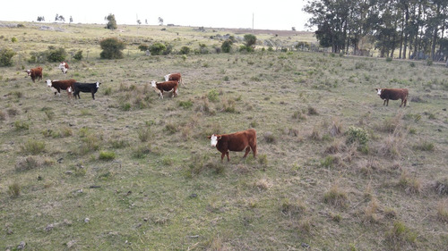 Imagen 10 de 12 de Chacra En Maldonado 3ha Sierra De Los Caracoles (ref: Atm-6801)