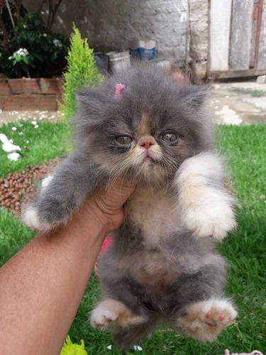 Imagem 1 de 5 de Gato Persa
