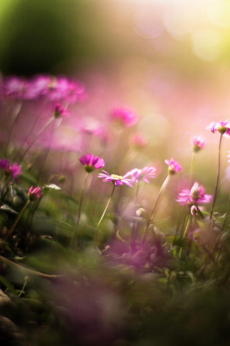 Mix De Semillas Flores Silvestres Rosa
