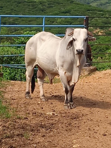 Imagen 14 de 14 de Venta Finca Estado Lara, Municipio Crespo