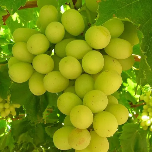 Uva Enano Verde O Morada Pd