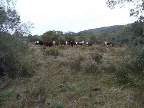 Campo En Venta En Lavalleja, 121 Hectáreas
