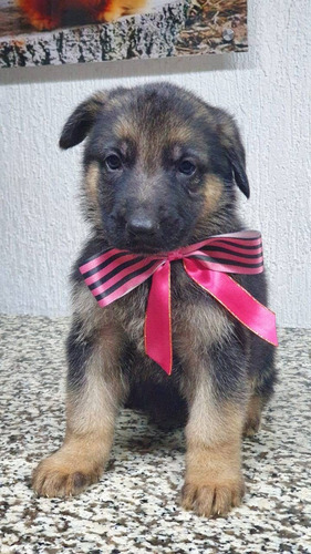 Pastor Alemán Cachorros Lindos