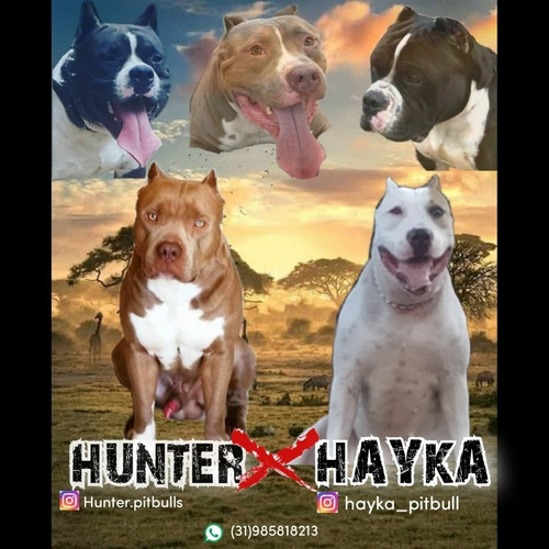 Imagem 1 de 1 de Reserva De Filhote