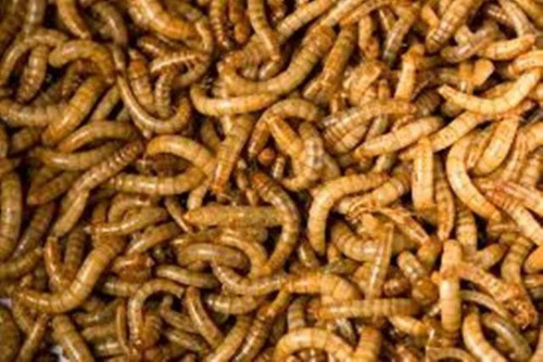 Tenébrio Molitor 10.000 Larvas Vivas - Fazenda De Insetos