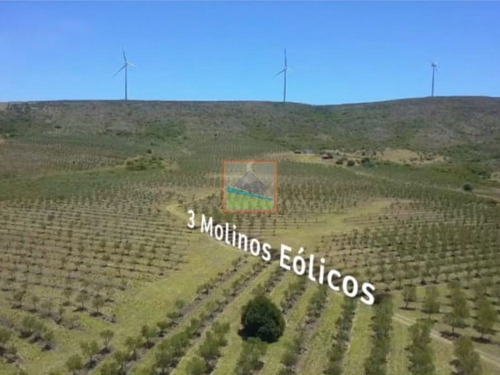 Imagen 7 de 14 de Campo De Olivos 324 Has En Los Caracoles