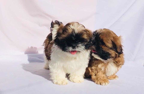 Shih-tzu Machos Inscritos En El Kcc Gran Pedigree