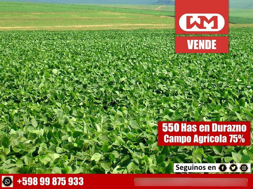 Venta Campo Durazno 550 Has Agrícola 75% Ic 144 Completo