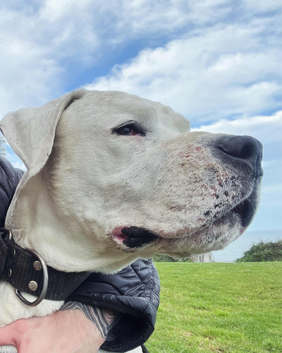 Dogo Argentino Busca Novia Mdp