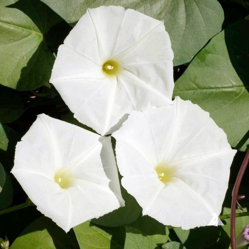 Semillas De Suspiros Blanco Flores Bello Jardin 