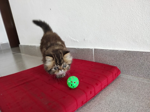 Hermoso Gatito Persa Atigrado