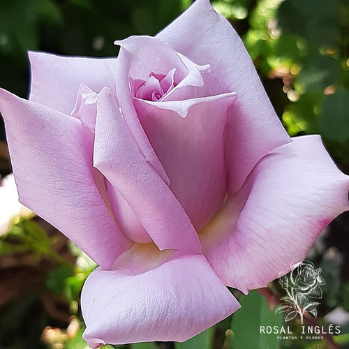 Planta De Rosas -rosales Color Lila- Lady X | MercadoLibre