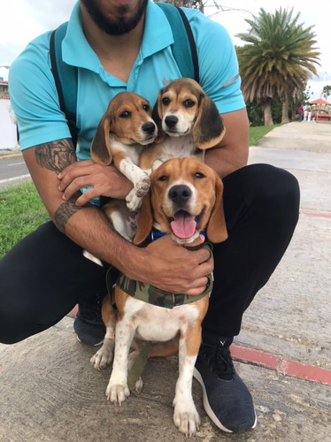 Imagen 1 de 5 de Cachorros Beagles Tricolor