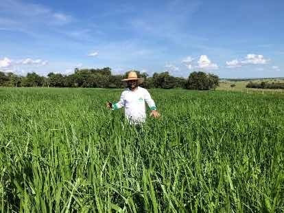 Semillas De Pastos Brizantha Piata Bolsa Por 1 Kilo