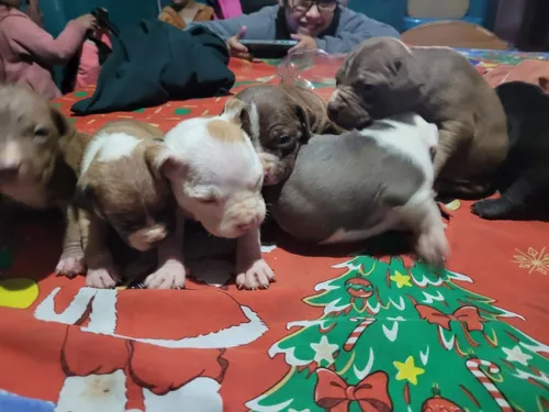 Cachorros Pitbull
