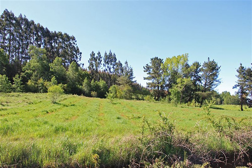 Lomas De Forrahue , Parcela Venta En Osorno