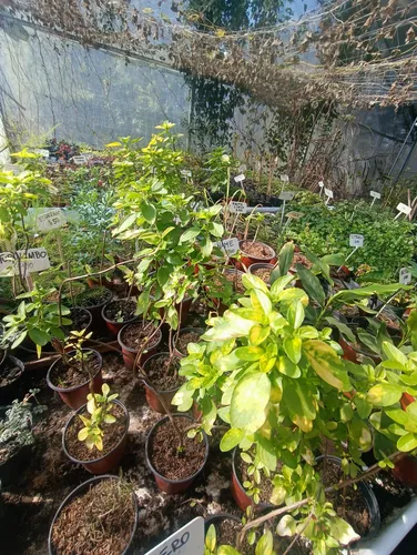Planta Huerta Albahaca Variegada
