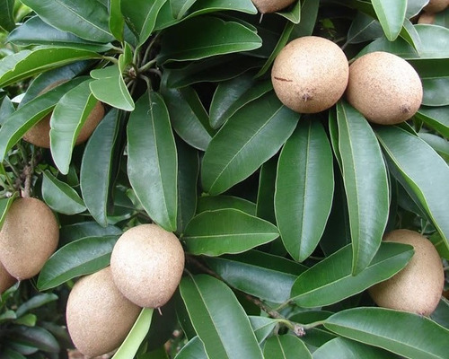 Chicozapote Injerto, Arbolitos
