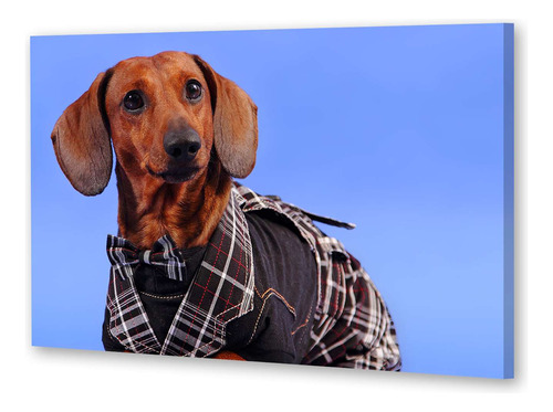 Cuadro Canvas Perros 6 Perrito Con Camisa De Vestir