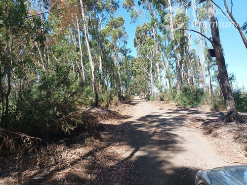 Imagen 14 de 17 de Terreno Agrícola En Venta En Victoria