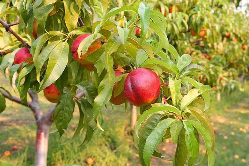 Durazno Nectarine ( Injerto ) Prod. 6 Meses