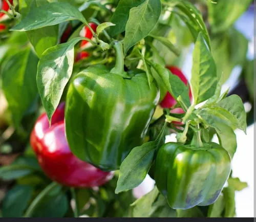 Verdadero X Kilo Syngenta