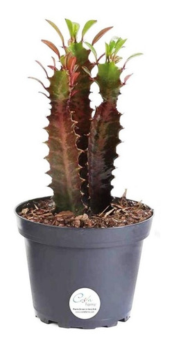 Cactus Euphorbia En Maceta 10 Suculenta Crasa Souvenir Deco