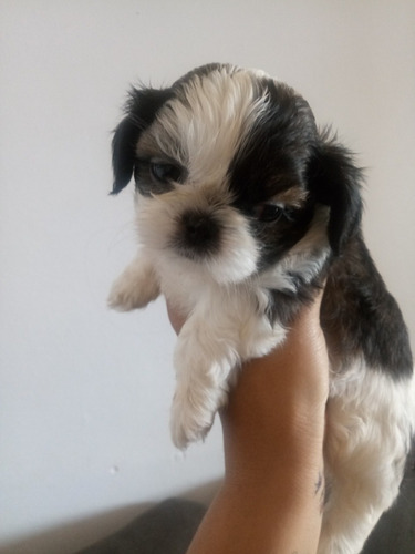 Imagem 4 de 5 de Filhotes De Shih-tzu