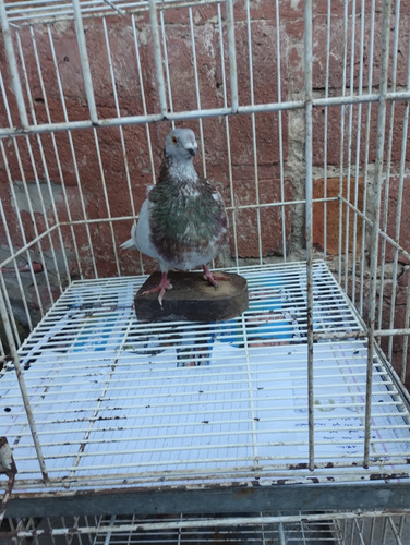 Palomas Buchonas /pike /de Vuelo (Usado)