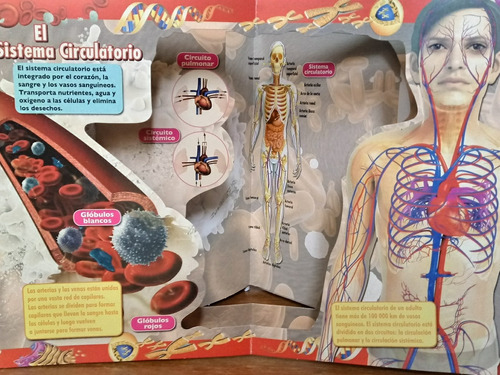 El Cuerpo Humano. Explorando En 3d. (libro Infantil)