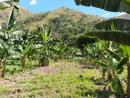Imagen 25 de 29 de Finca Mixta + Manga De Coleo De 1 Ha En Guayabita En Turmero