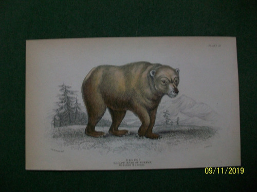 Oso  Yellow Bear Of Norway  Grabado De Edimburgo De 1833