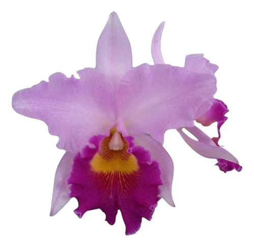 Planta, Orquídea Cattleya Floralia Lila