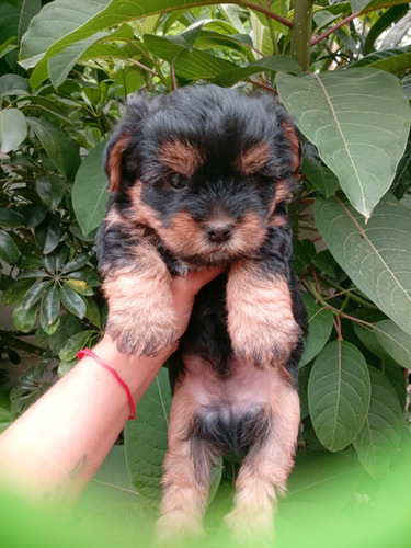 Yorkies Mini Terrier Puros