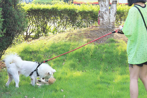 Correa Para Perro, Baapet, Fuerte, 4/5/6 Pies Con Cómoda Asa