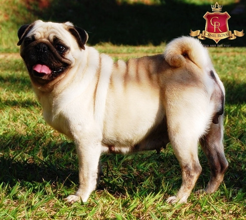 Filhotes De Pug