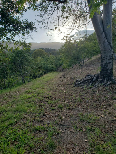 Finca De Aguacate En Venta En Paraíso Barahona Con Vista Al Mar