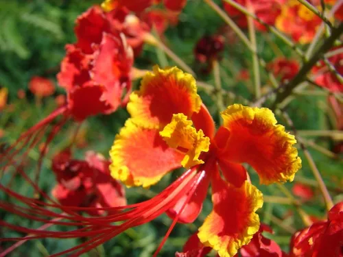 Semillas De Bigotillo, Caesalpinia Pulcherrima Flores Rojas