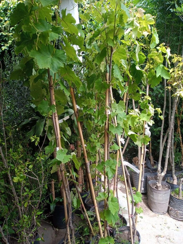 Imagen 2 de 10 de Parra Uva Moscatel - 3 Años 1.7 Mts. E.gratis Caba-gba
