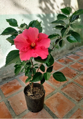 Planta Rosa China Maceta 3l | MercadoLibre