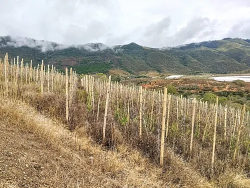 Restrepo, 11 Plazas, Terreno Agricola