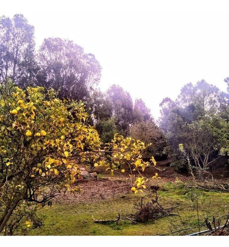 Hermoso Sitio Comunidad Ecologica Los Pinos